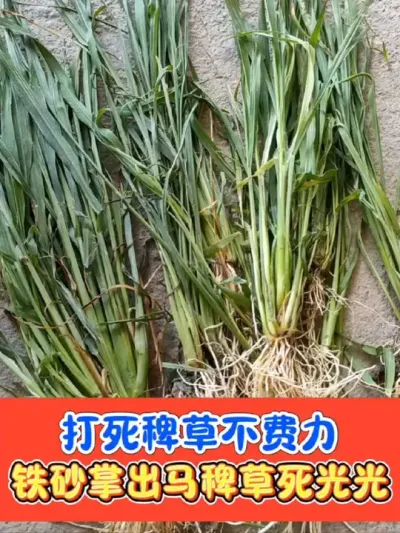 抗性稗草千金马唐牛筋草的克星《铁砂掌》 不用回水打死水稻田难打杂草#水稻种植 #水稻除草剂 #铁砂掌除草剂 #水稻除草 #农资肥料