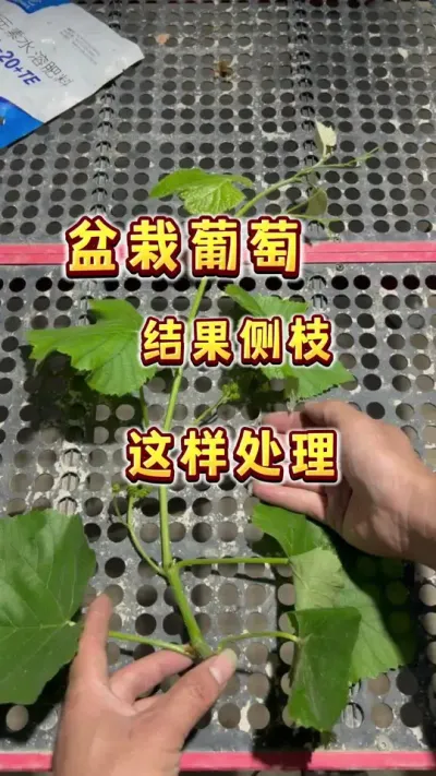 盆栽葡萄结果侧枝这样管理，让媳妇儿夸你是种植小能手#盆栽葡萄 #楼顶果园 #葡萄#内容启发搜索 #葡萄自由