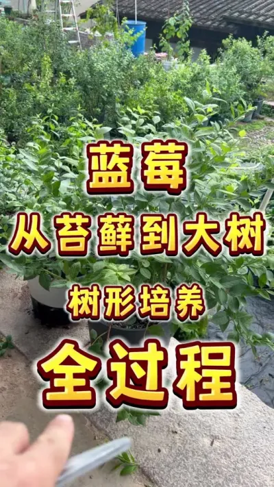 蓝莓树型培养，从小苔藓苗到成年丰产大树全过程～#盆栽蓝莓#蓝莓#盆栽果树#楼顶果园 #蓝莓修剪