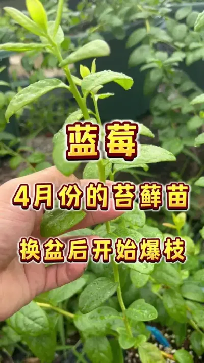 4月份种的这批200棵苔藓苗，7月份换盆后，开始上高速了～～#盆栽蓝莓#蓝莓#楼顶果园 #种植小技巧 #内容启发搜索