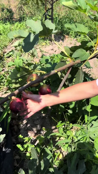 放假泥巴里打滚的娃儿，吃上了爸爸种的无花果#无花果#乡村味道 #我的农村生活 #家庭种植#贝子的盆栽小果园