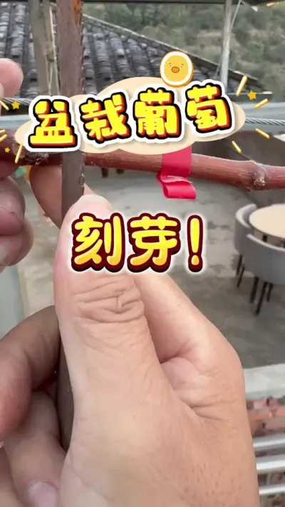葡萄刻芽#盆栽葡萄#楼顶果园#家庭种植#刻芽 #葡萄