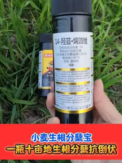 一瓶十亩地小麦生根分蘖宝 #小麦种植 #小麦管理 #小麦 #农资肥料 #小麦种植管理技术