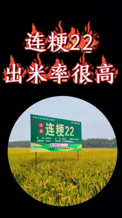 连粳22高产洁田粳稻品种，早熟出米率高，抗病抗倒产量高#农资肥料 #三农种植 #水稻 #农业种植 #连粳22 @江苏神州种业