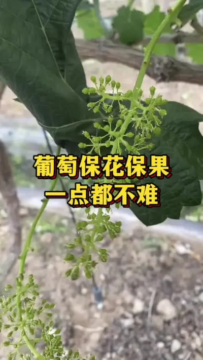 葡萄保花保果，一定都不难#果树种植 #葡萄种植 #防治病虫害