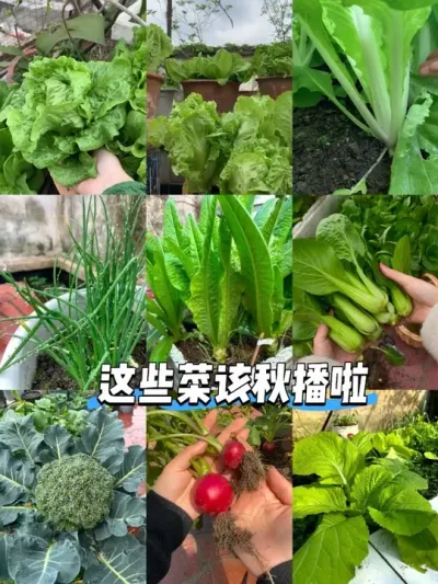 这次我可没有偷偷种哦！分享了秋播蔬菜品种和育苗方法快来看！#阳台种植 #秋播 #育苗 #种植小技巧 #新农人计划