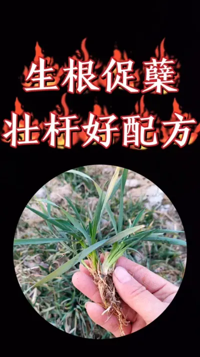 春季小麦壮苗壮蘖壮杆推荐实用配方#小麦 #农资肥料 #三农种植 #小麦种植 #小麦高产技术