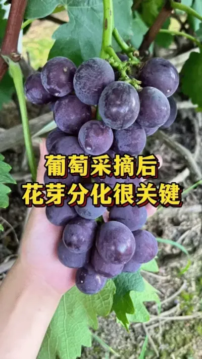 葡萄采摘后，花芽分化很关键#农业种植 #优质农产品 #葡萄种植