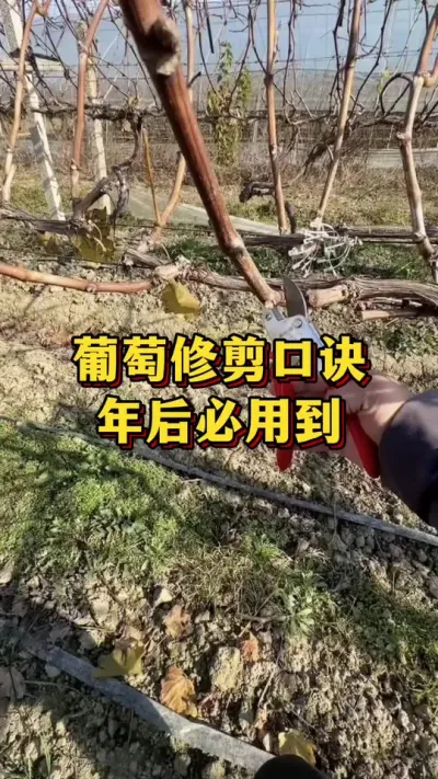 葡萄修剪口诀，年后必用到#农业种植 #优质农产品 #三农