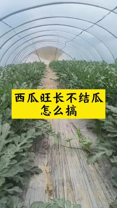 #西瓜种植 #大棚西瓜 #西瓜种植技术#种西瓜