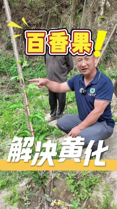 因为施肥过度，从而引发了百香果的&ldquo;黄化茏头&rdquo;症状，如何防治？发哥有方法，360方案一站式全解决。欢迎评论区留言或私信咨询#百香果#三农#农业技术推广#农业种植