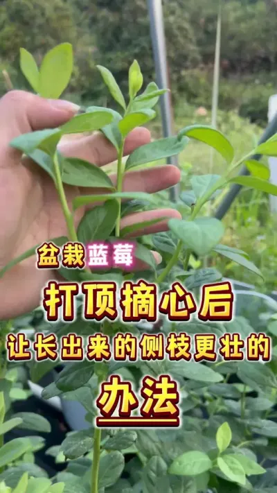 蓝莓摘心打顶后，让下一级侧芽更壮小方法！#盆栽蓝莓 #蓝莓#楼顶果园 #种植小技巧 #三农