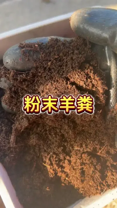 谁说我玩💩玩的多？不玩玩岂不白被说了？#羊粪 #盆栽果树 #楼顶果园 #园艺#种植小技巧