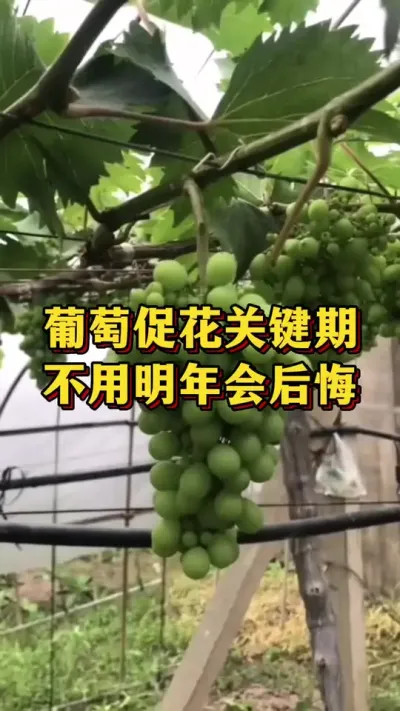 葡萄促花关键期，不用明年会后悔#优质农产品 #农业种植 #葡萄种植
