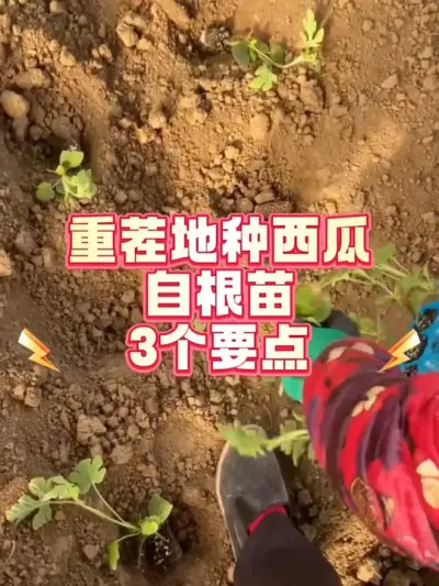 #土壤改良 #种西瓜 #农业种植 #种植小技巧