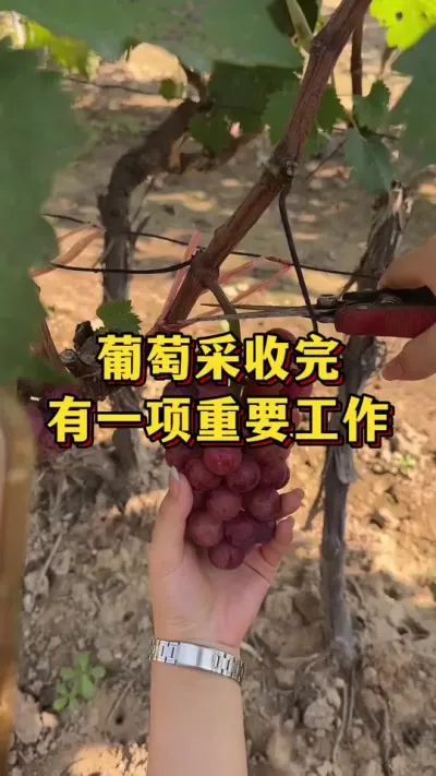 葡萄采摘完，有一项重要工作#优质农产品 #农业种植 #葡萄种植