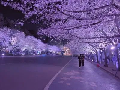 不要犹豫 请立马艾特世界上最漂亮的女孩子看花.#樱花🌸