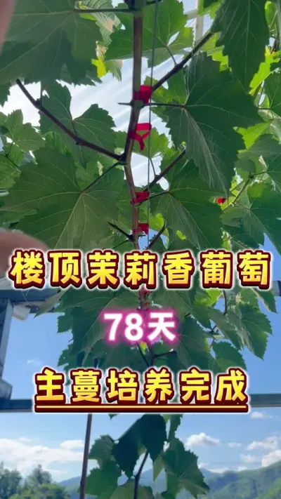 盆栽葡萄 楼顶茉莉香葡萄，78天的培养，主蔓到位打顶，北边的葡萄主蔓抓紧打顶再长长木质化好过冬～#盆栽葡萄 #楼顶果园 #葡萄#种植小技巧 #三农