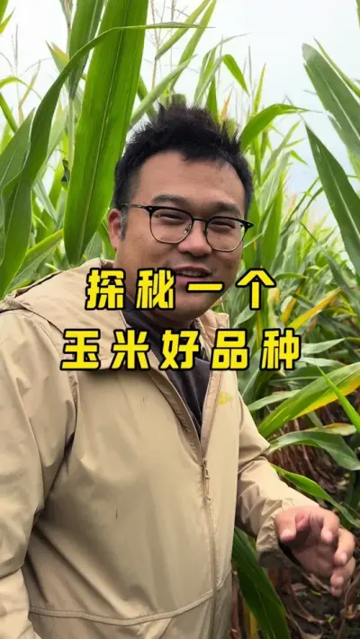 挖掘好品种 好品种长什么样？#农业种植 #三农种植技术 #抖音助力三农上热门 #创作者扶持计划