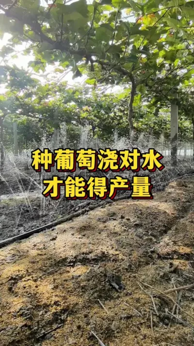 种葡萄浇对水，才能得高产#优质农产品 #农业种植 #农业种植