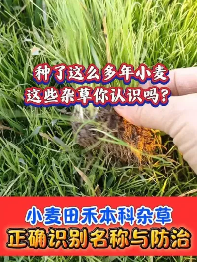 小麦田杂草你认识几种 #小麦田杂草 #小麦种植 #小麦除草剂