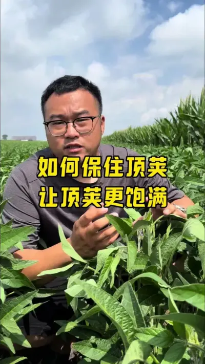 大豆如何保住顶荚？ 顶荚饱满是大豆高产的前提#农业种植技术 #抖音新农人 #关注我每天分享更多农业知识 #抖音助农扶农