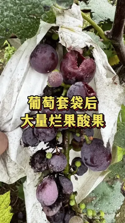 葡萄套袋后，大量烂果酸果#优质农产品 #三农种植 #果树栽培