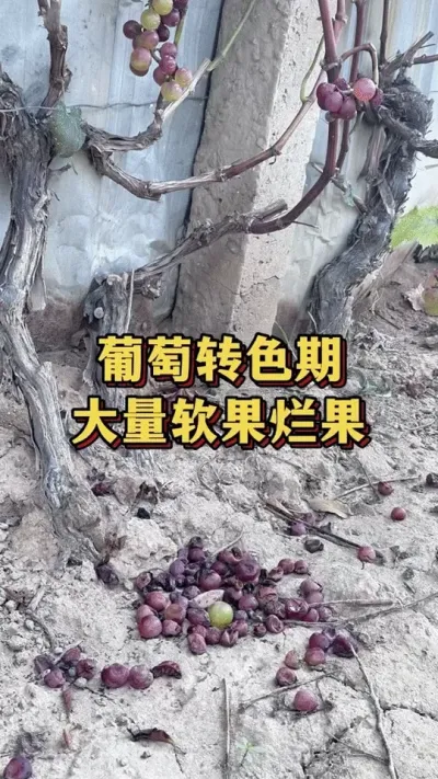 葡萄转色期，大量软果烂果#优质农产品 #葡萄种植 #葡萄
