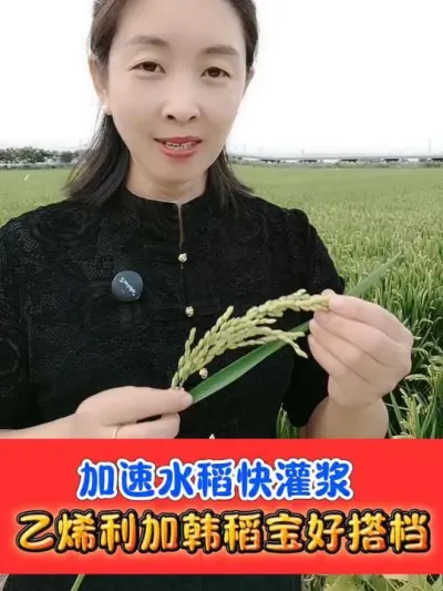 水稻增产催熟黄金搭档 贪青晚熟水稻，倒伏水稻必备#水稻种植 #水稻 #水稻增产 #农资肥料 #农业种植