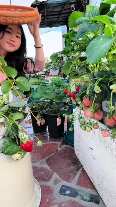 这就是我下班直奔回家的原因&hellip;#阳台种菜 #我的小菜园 #草莓 #月季 #种植小技巧