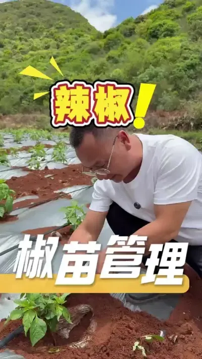 种植辣椒，薄膜一定要适当开口，土壤才能呼吸，从而让根部健壮，让植株长势变好。#辣椒种植#三农#种植小技巧#农业技术推广