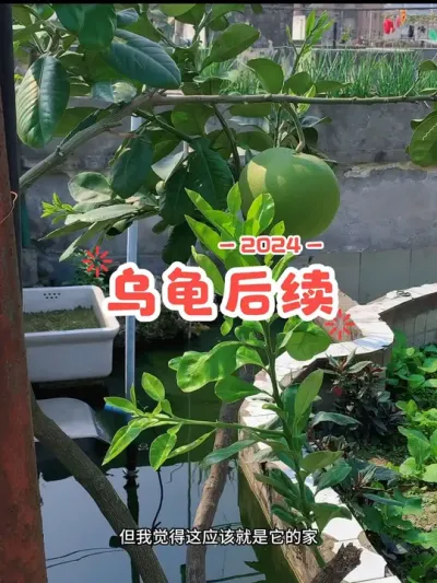 给阳台花盆莫名出现的乌龟送回家啦😅然后奖励了自己一顿冬至羊肉汤😎#阳台种菜 #日常vlog #龟龟🐢 #万物有灵 #生活处处有惊喜
