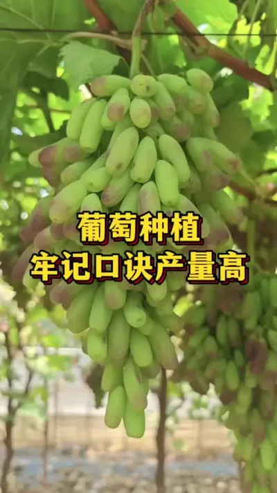 葡萄种植，牢记口诀产量高#优质农产品 #农业种植 #种植管理
