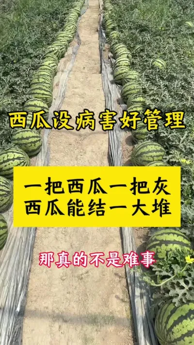 #西瓜种植 #西瓜种植技术 #西瓜病害#大棚西瓜#种西瓜
