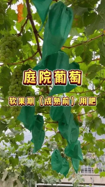 去年院子里种的阳光玫瑰挂果了，不用药保花保果不拉花不做膨大不做无核处理，纯自然果，连疏果都不做，现在长的怎么样了？软果成熟期的简单用肥#我的乡村生活#葡萄  #家庭果园 #葡萄施肥#内容启发搜索