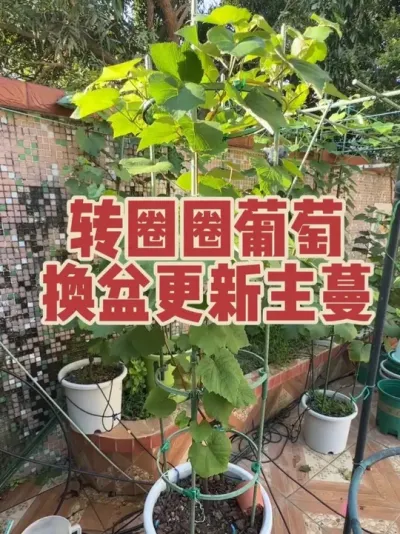 第二年结果的盆栽寒香蜜葡萄更新主蔓以及换盆，这次采用双层转圈圈造型。#盆栽葡萄