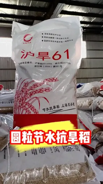 正宗圆粒节水抗旱稻沪旱61 #节水抗旱稻 #水稻种植 #水稻管理 #水稻 #吴平农资