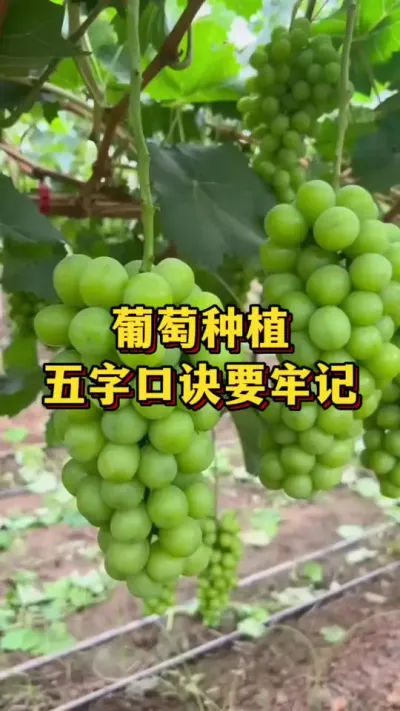 葡萄种植，五字口诀 #三农种植 #果树种植 #农业种植