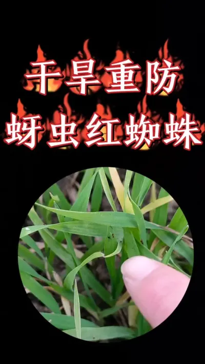 持续两个月干旱导致小麦田红蜘蛛和蚜虫爆发，注意防治#小麦 #农资肥料 #三农种植 #小麦种植 #病虫害防治
