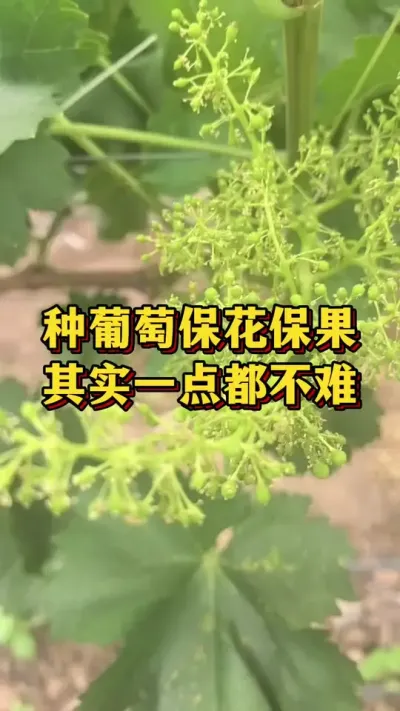 种葡萄保花保果，一点都不难#农业种植 #优质农产品 #葡萄种植
