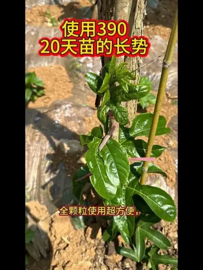 如何让您的百香果赢在起跑线上 #三农 #农资 #农业技术推广 #农业法哥