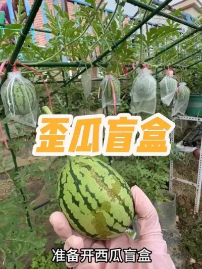 喜提虫子咬过的歪瓜，开箱看看怎么个事。#盆栽西瓜#8424西瓜