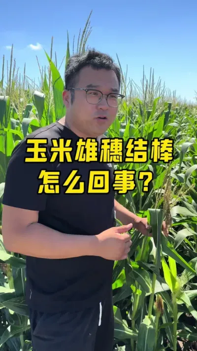 玉米雄穗结棒是怎么回事？ #玉米增产技术 #农业种植 #农技推广 #抖音新农人