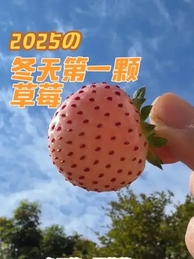 冬天第一颗草莓，来自粉玉一号，穴盆苗盆栽种植。#盆栽草莓#冬天第一颗草莓 #粉玉草莓