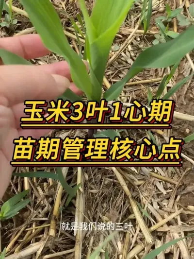 玉米3叶1心期，苗期管理核心点#玉米种植 #玉米管理 #玉米高产 #玉米苗期管理