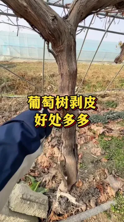 葡萄树剥皮，好处多多#优质农产品 #三农 #种植小技巧