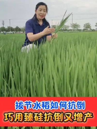 拔节水稻如何正确控旺增产 水稻控旺抗倒选用臻硅加磷酸二氢钾#水稻种植 #臻硅 #水稻 #农资肥料 #农业种植