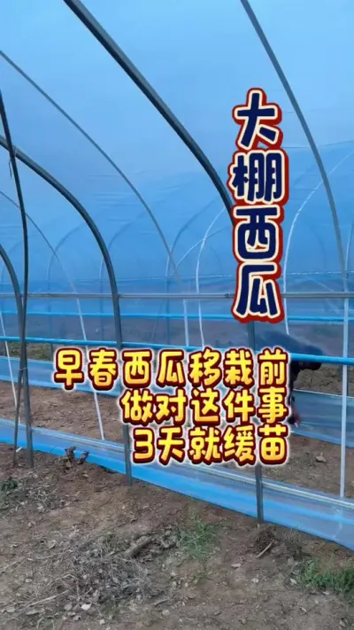 #西瓜种植 #农业技术推广 #增产增收才是硬道理 #大棚西瓜