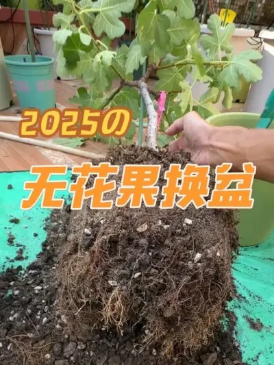 棒棒糖无花果换盆，虽然天气还很热，还是能换盆的，但是要注意少动根系。#盆栽无花果#无花果换盆