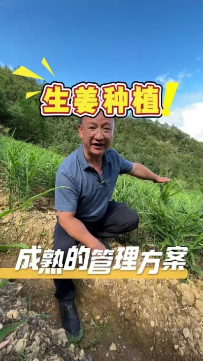 全程使用我们的方案栽出来的生姜，长势非常好。#生姜#生姜种植#农业技术推广#农业种植